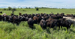 A herd of cattle that's being used to intensively graze Woodland Wildlife Area