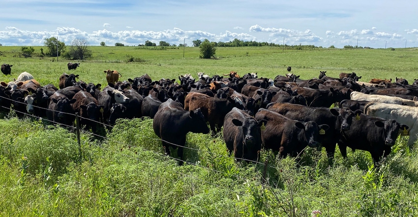 A herd of cattle that's being used to intensively graze Woodland Wildlife Area