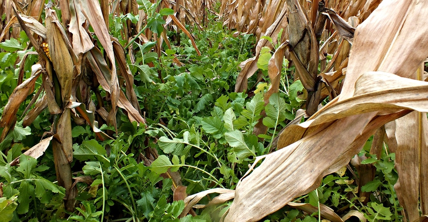 cover crop in corn