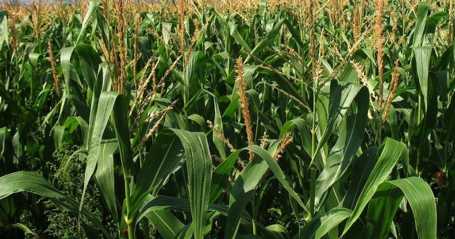 agronomy corn