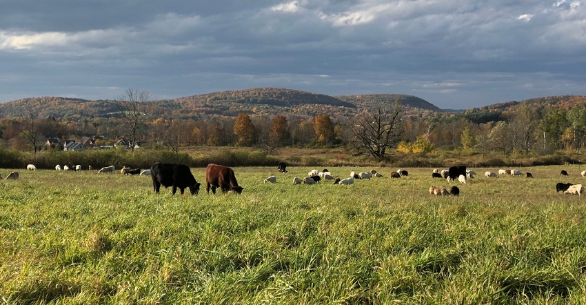 Cattle graze at Shelterbelt Farm Cattle graze at Shelterbelt Farm