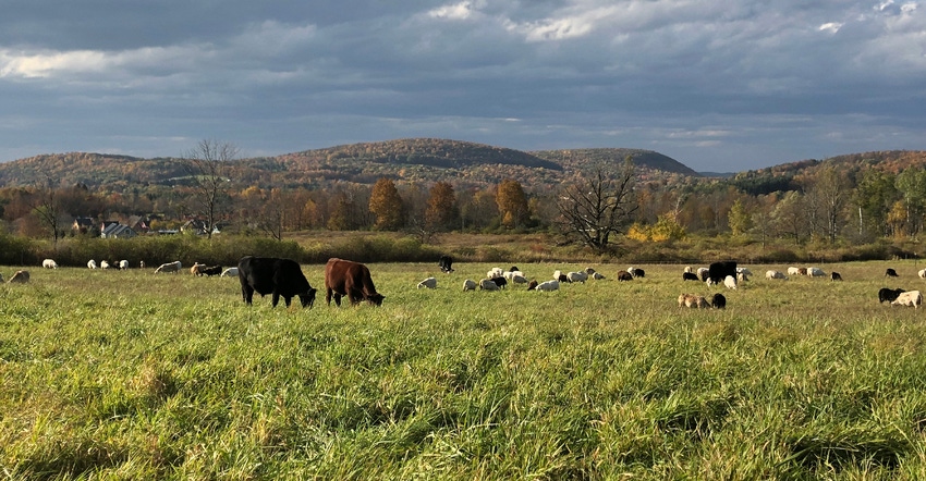 Cattle graze at Shelterbelt Farm