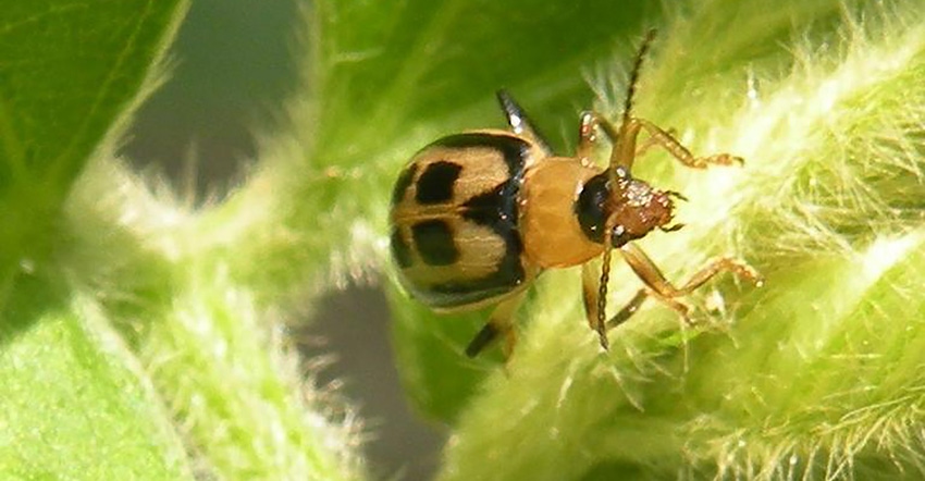 Close up of a bean leaf beetle