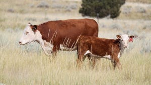 WFP-ARS-montana-cow-calf.jpg