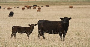 7-18-22 cows and calves in drought.jpg