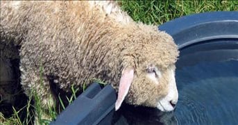 Do sheep always need access to fluid water?
