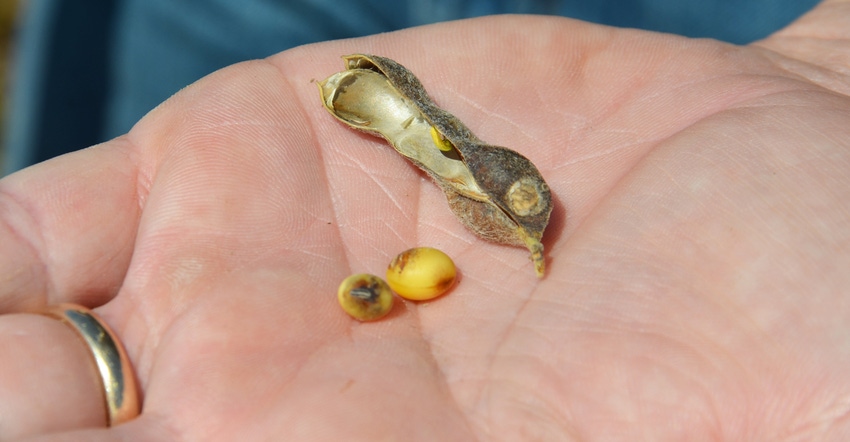soybeans in palm of hand