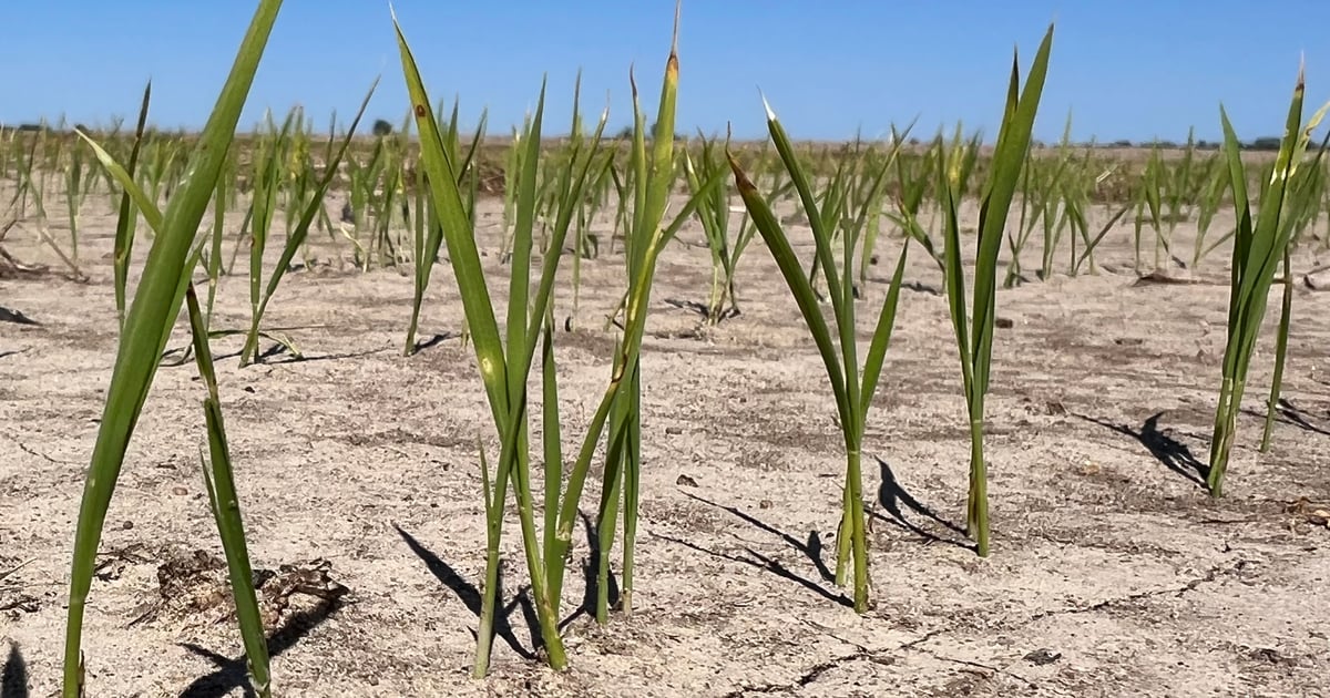 Row crop research in the Missouri Bootheel