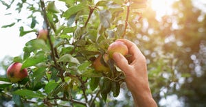 hand reaches to pick a ripe apple from a tree