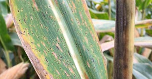 corn leaf infected with tar spot