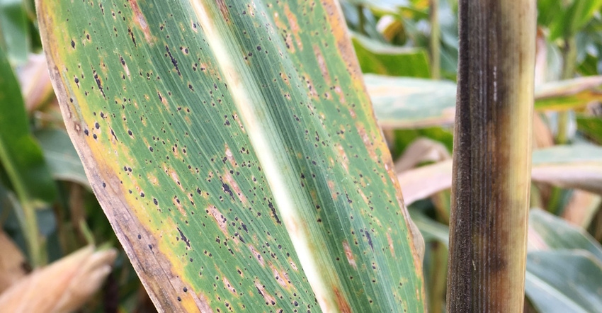 corn leaf infected with tar spot corn leaf infected with tar spot