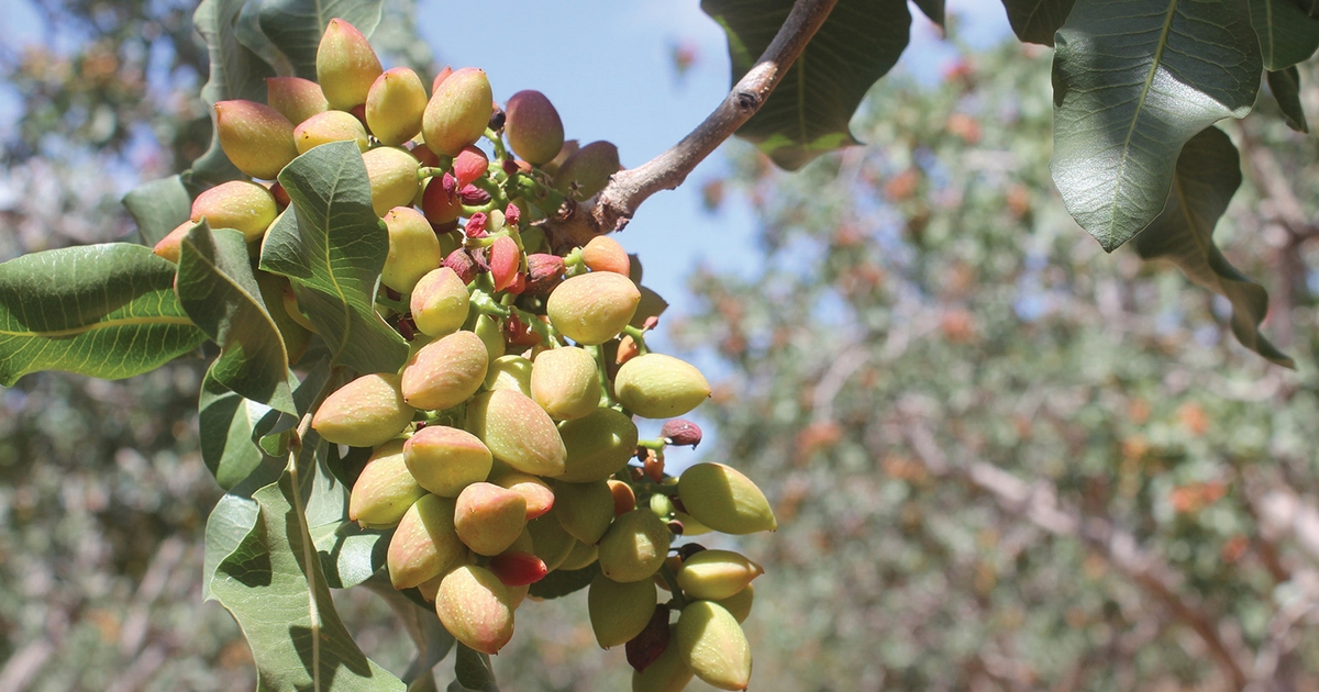 Water problems abound for pistachio growers