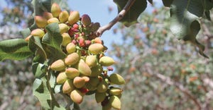 TNFP1021-allen-pistachios.JPG
