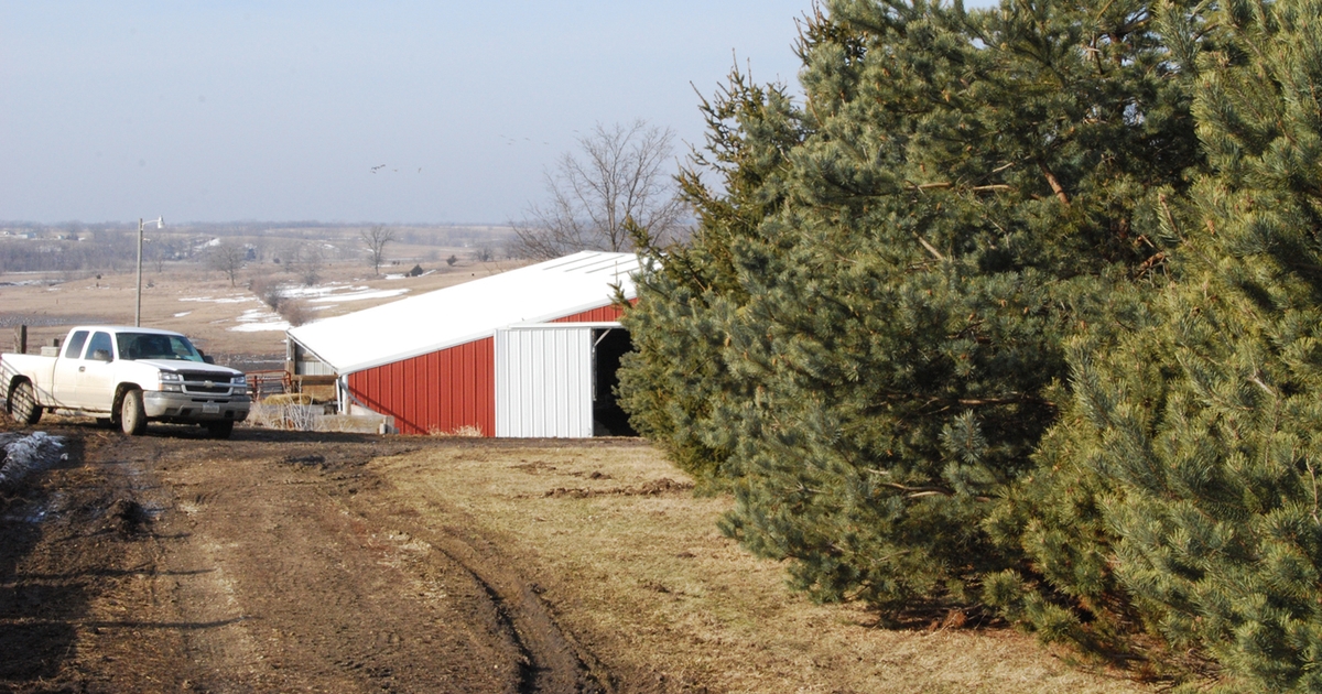Choose an Iowagrown Christmas tree
