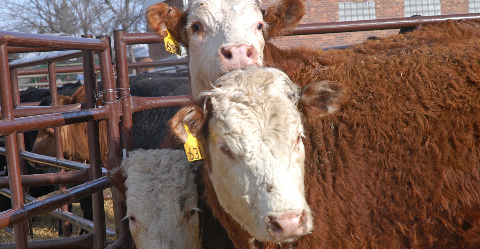 7 Essential Facts You Should Know About Bovine Tuberculosis   Beef Cattle Bovine Lon Tonneson 0425W1 1302A 0 0 