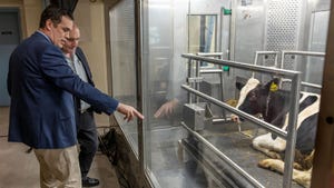 Two men observe a Holstein cow in a respiration chamber