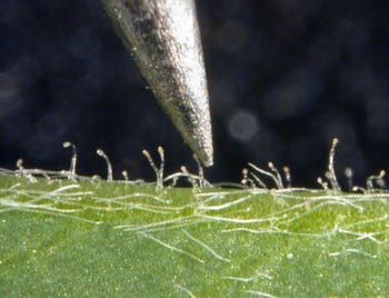 alfalfa with glandular-haired leaf and stem characteristics