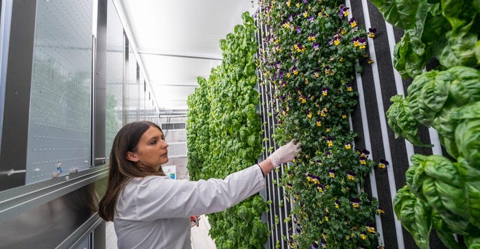 Aneta McGann in container farm looking at plants