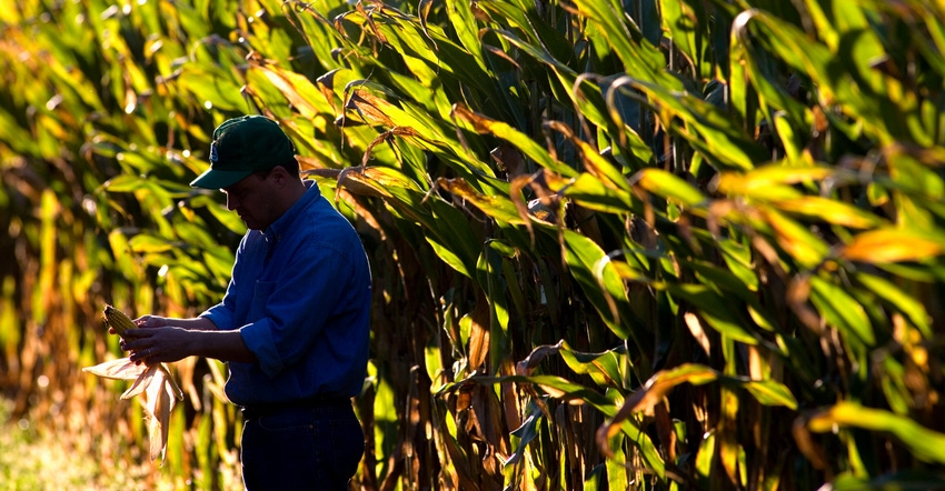 farmer looking at ear of corn next to cornfield