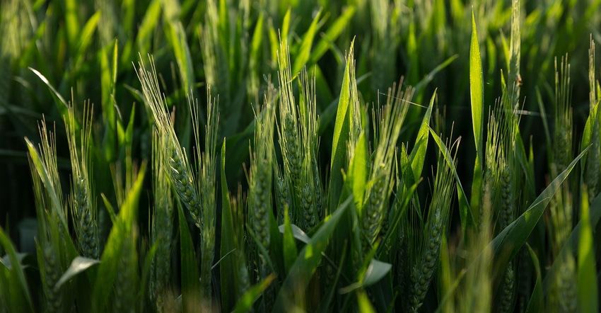 hybrid wheat
