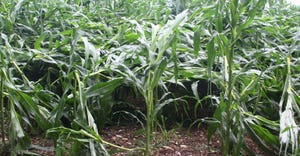 view of cornstalks