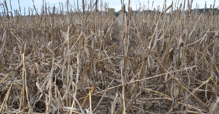 cornfield showing significant lodging at harvest