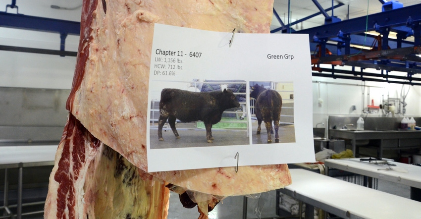 slab of beef for grading slab of beef for grading