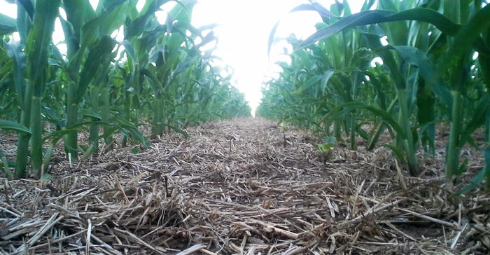 Corn  planted into wheat stubble