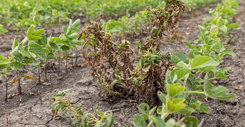 dicamba-soybeans-jj-gouin-istock-getty-images-plus-1162443906.jpg dicamba-soybeans-jj-gouin-istock-getty-images-plus-1162443906.jpg