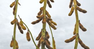 branching soybean plant