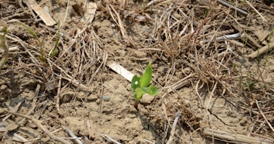 4 conservation tillage cropping tips