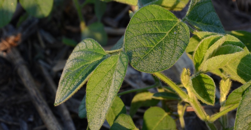 Disease on leaf