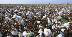 Field of cotton