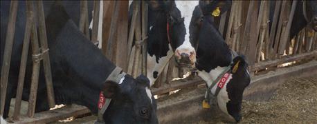 four_state_dairy_conference_features_latest_nutrition_improve_reproduction_1_635992659699004982.jpg