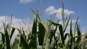 closeup of tops of cornstalks growing in field