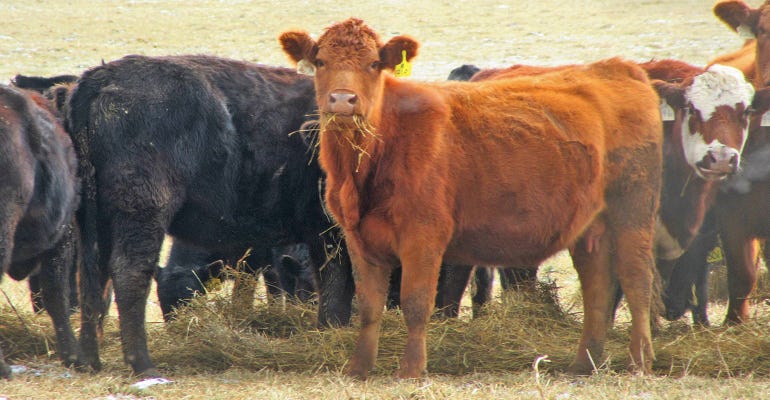 Red and Black Angus cattle eating treated hay