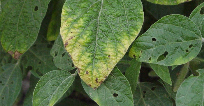 Soybean plants with yellowing leaves 