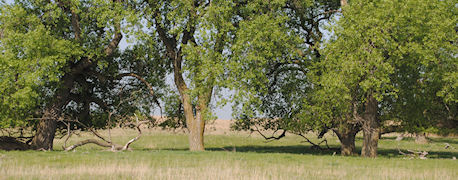 Eastern Cottonwood, Nebraska State Tree, May Be Threatened