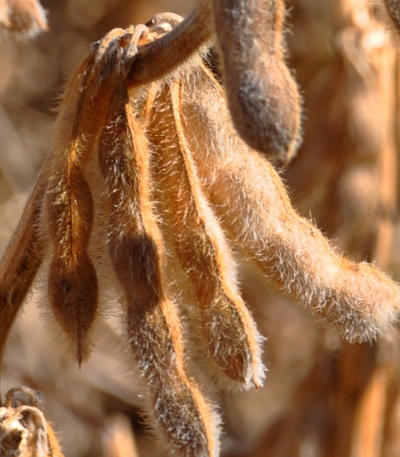 Understanding 120bushel soybeans
