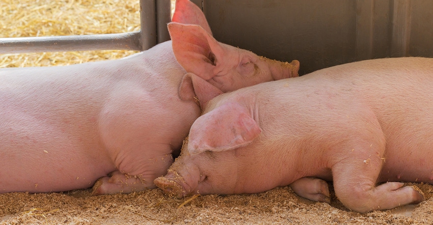 two pigs lying together