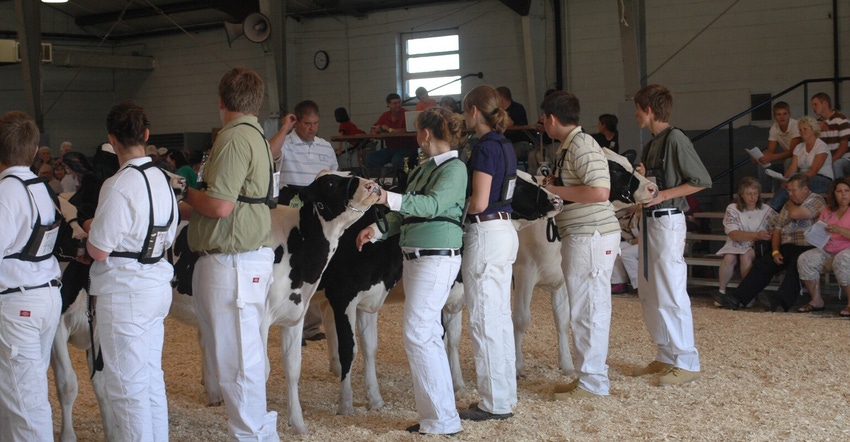 4-hers showing dairy cows