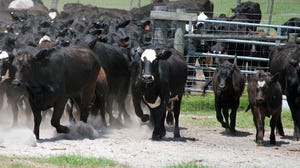 brad-haire-se-farm-press-fla-cattle-1a.JPG