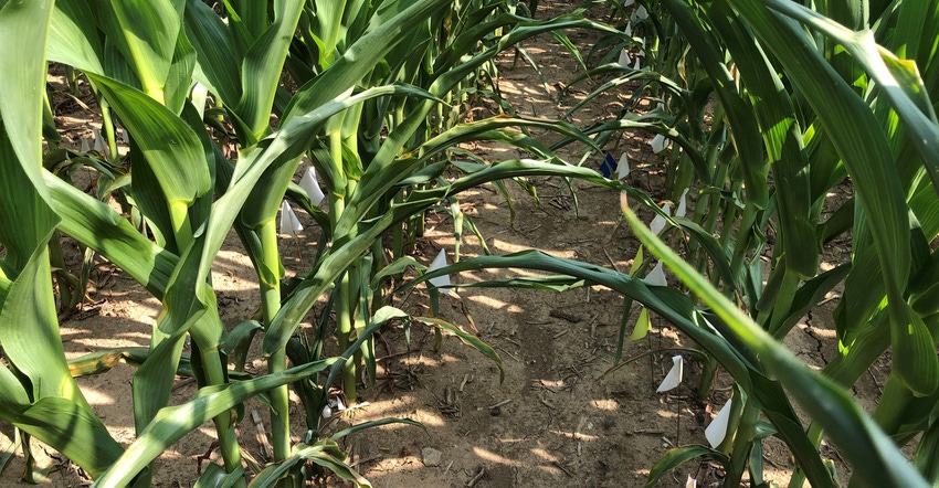 drought-stressed cornfield