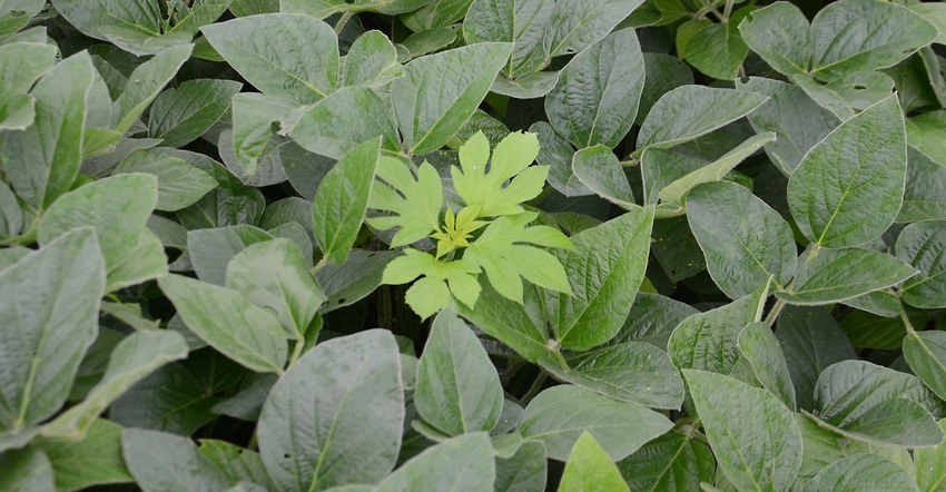 giant ragweed sticks its top leaves above the soybean canopy