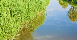 water in grassy ditch