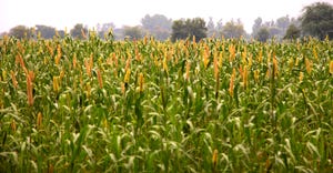 field of millet 