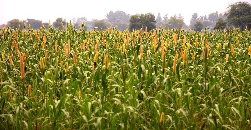 field of millet 