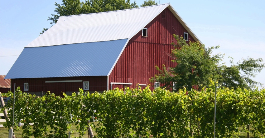 red barn and vineyard filled with grapes