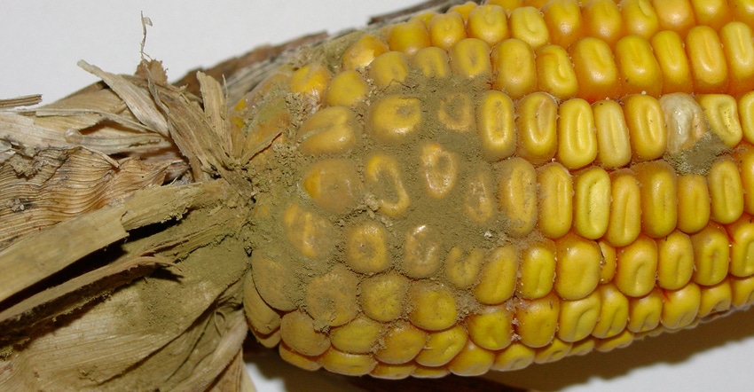 Olive-green mold signifying aspergillus growing on corn ears