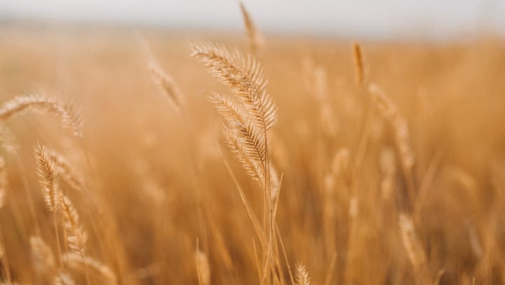Wheat markets rally as Black Sea conflict disrupts grain flow